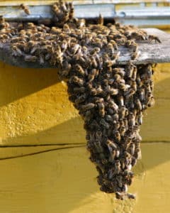 Bee Removal Corona