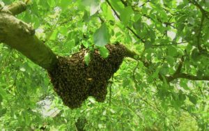 bee removal riverside
