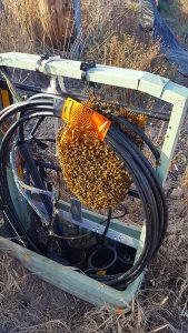 Bees in utility box