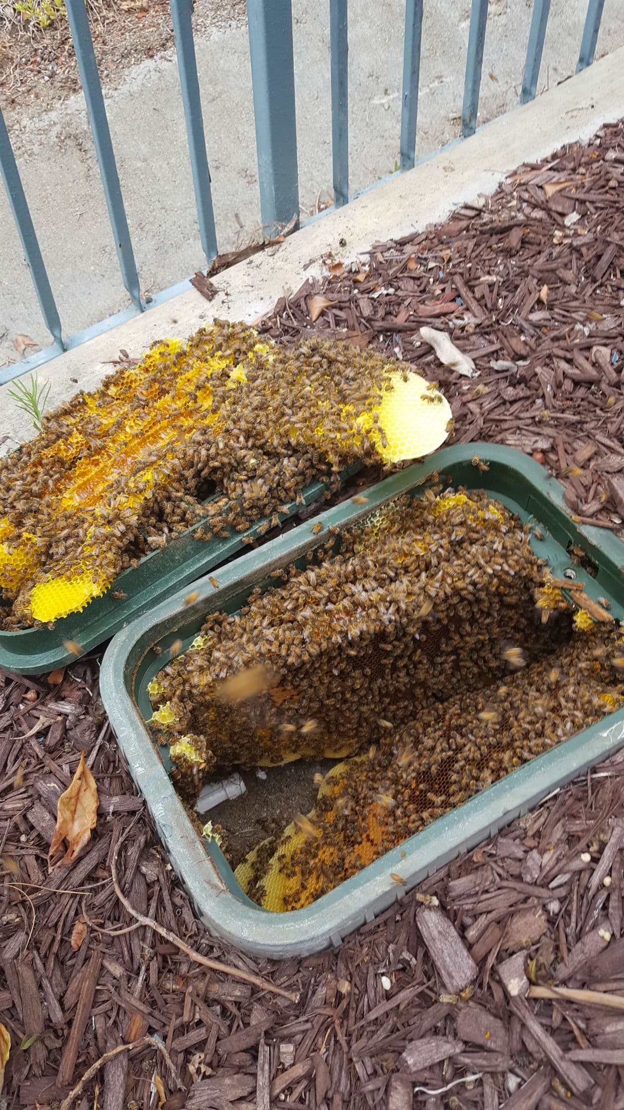 Live Bee Removal in Water Valve Box