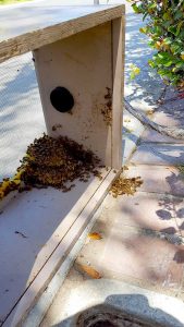 Bee Swarm Removal Riverside, CA
