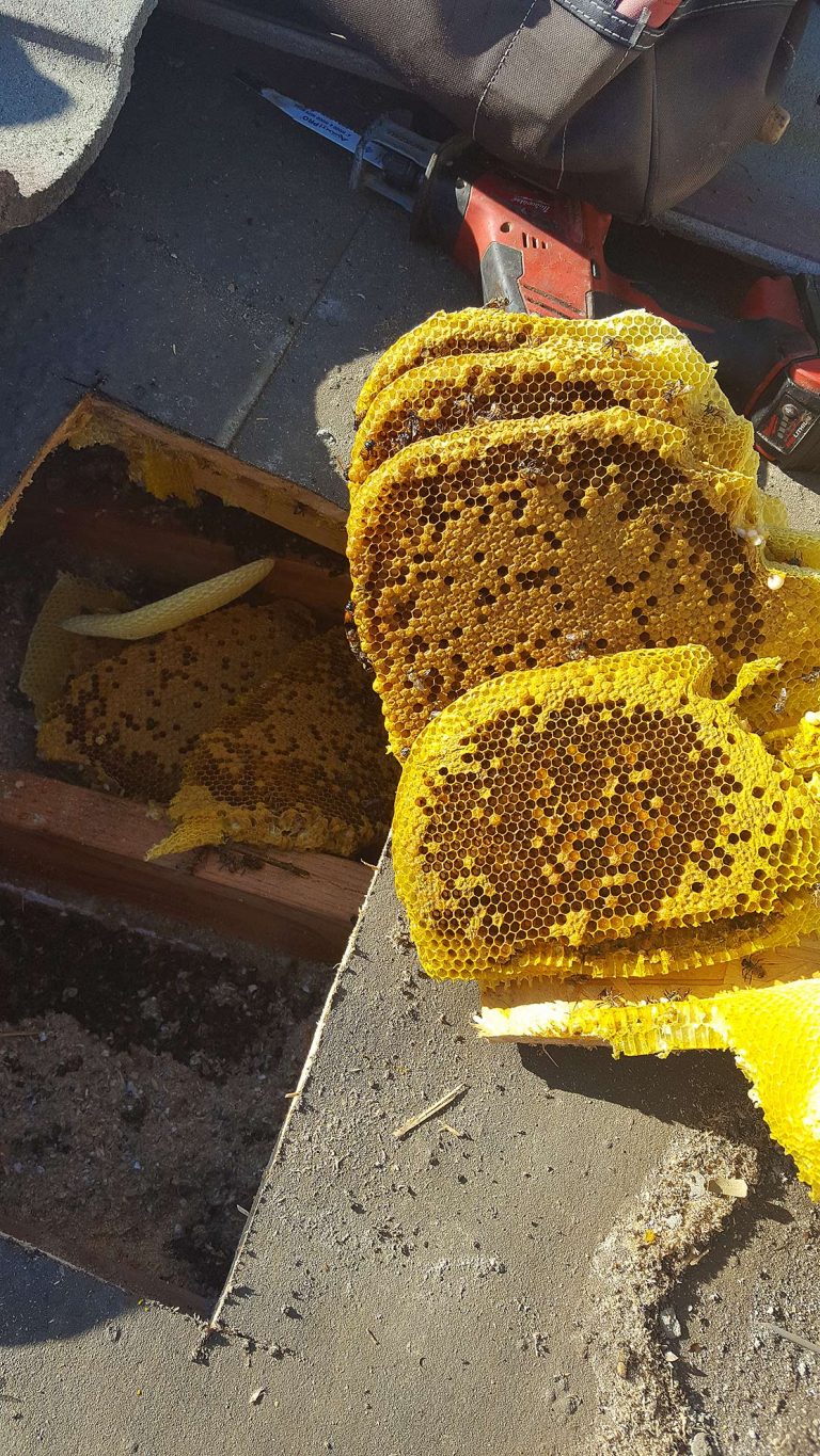 bee hive removal cost bee hive removal cost