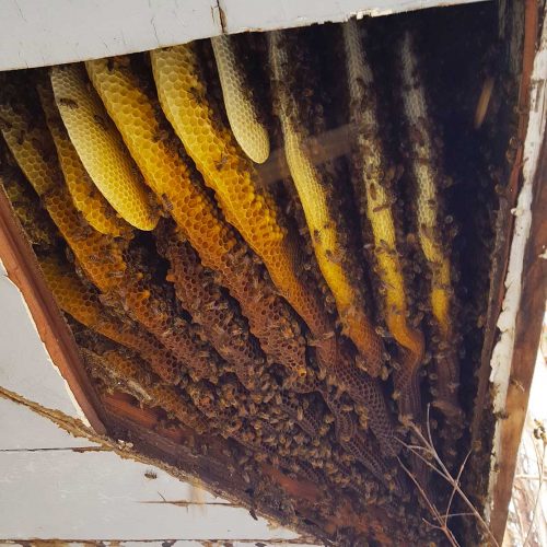 Bees in the eaves of a home