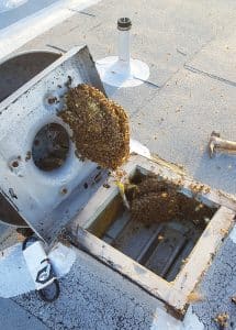 Bees in a vent