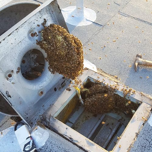 Bees in a vent