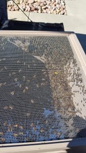 Bee Removal Menifee