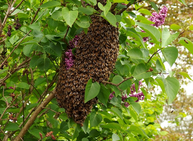 Bee Swarm Rancho Cucamonga