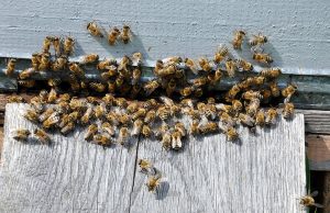 Menifee Bee Removal