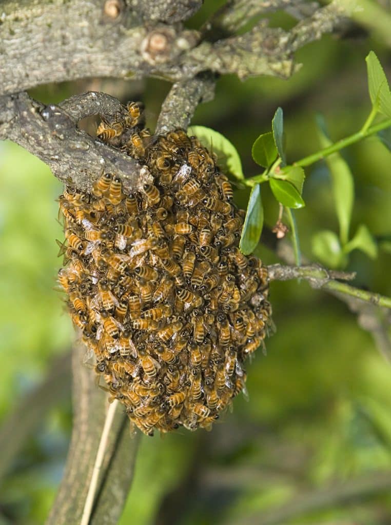 Bee removal in Fontana