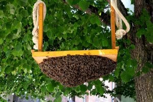 Bee Removal Jurupa Valley CA