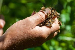 bee hive removal carlsbad bee removal