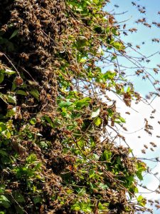 live bee removal fallbrook