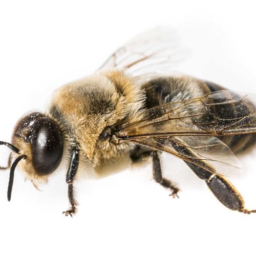 Oceanside Bee Removal Services