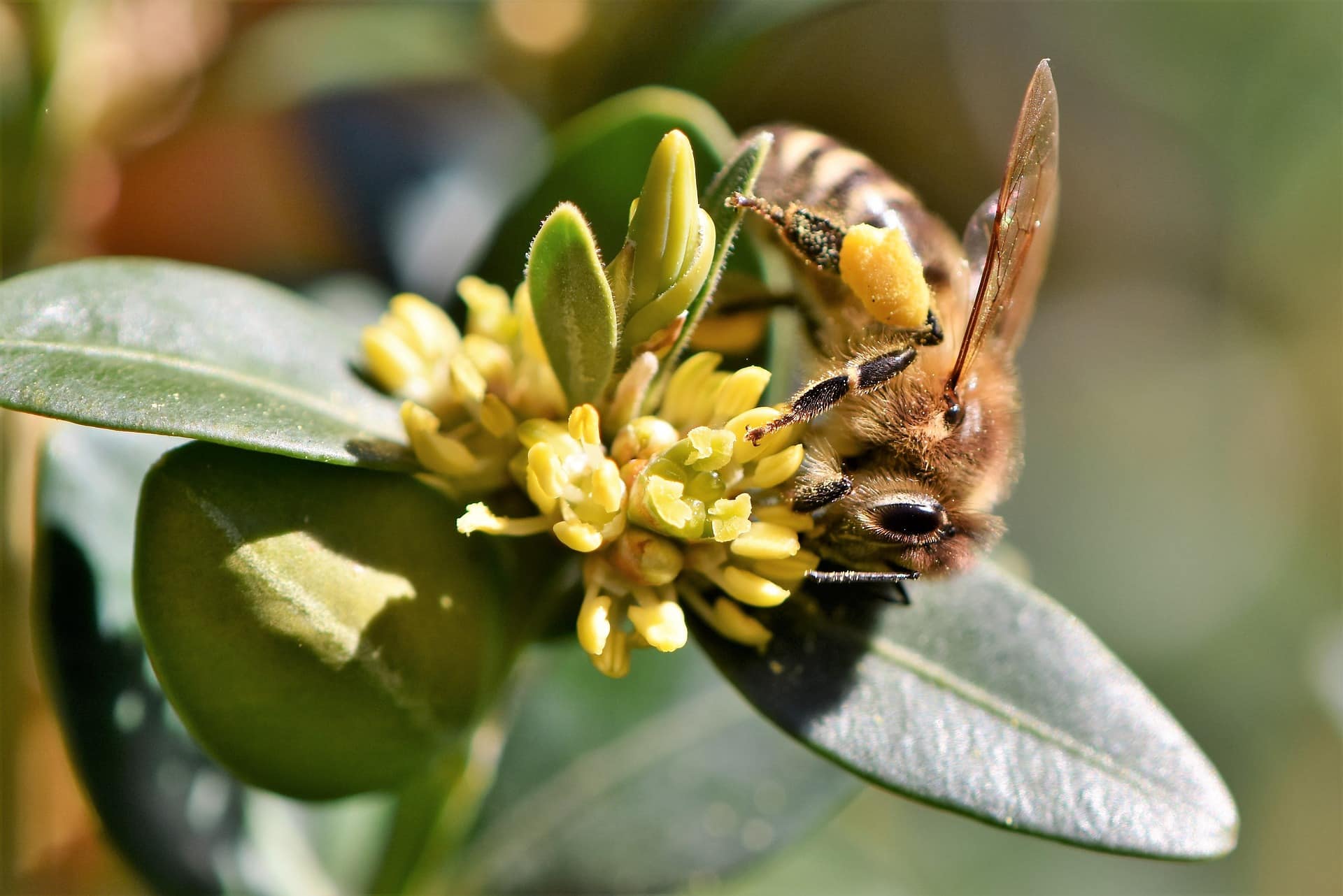7 things you didnt know about bees riverside bee removal pros