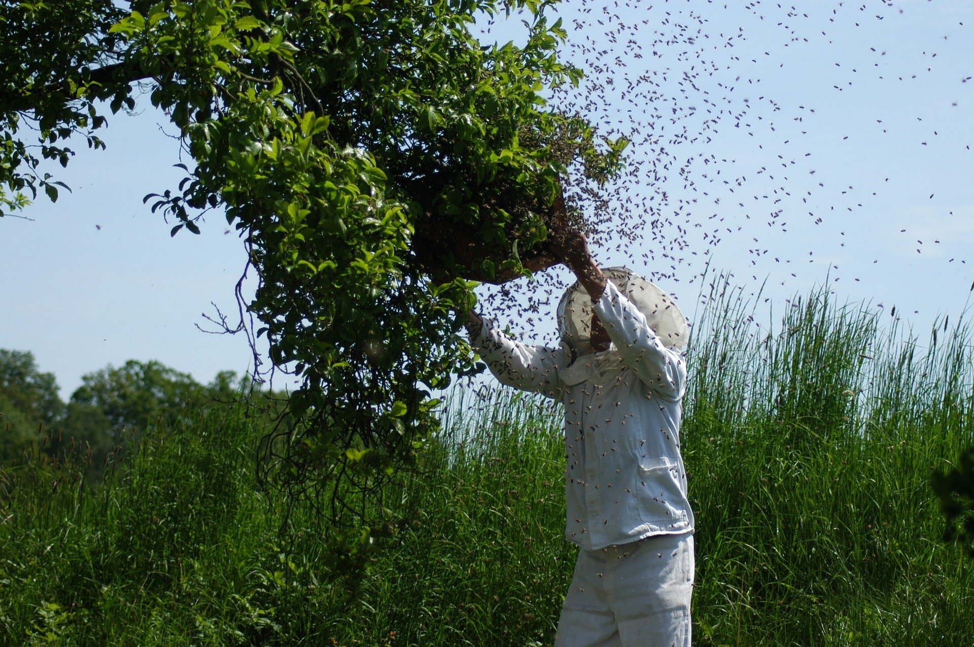 are bees in danger of dying out riverside bee removal pros