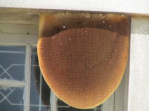 find a hive on your property riverside bee removal pros