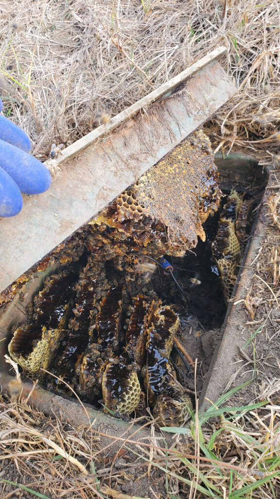bee removal temecula